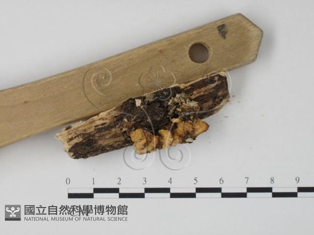 栓菌屬藏品圖，第4張