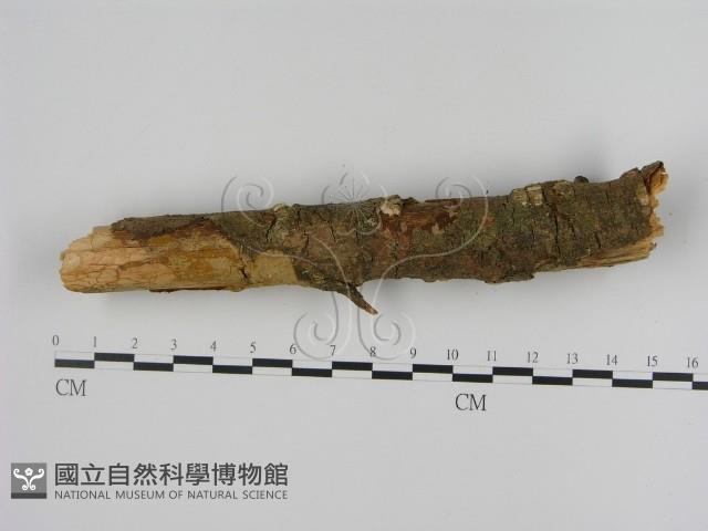 刺革菌屬藏品圖，第4張