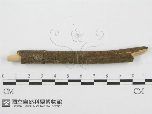筍殼菌屬藏品圖，第4張