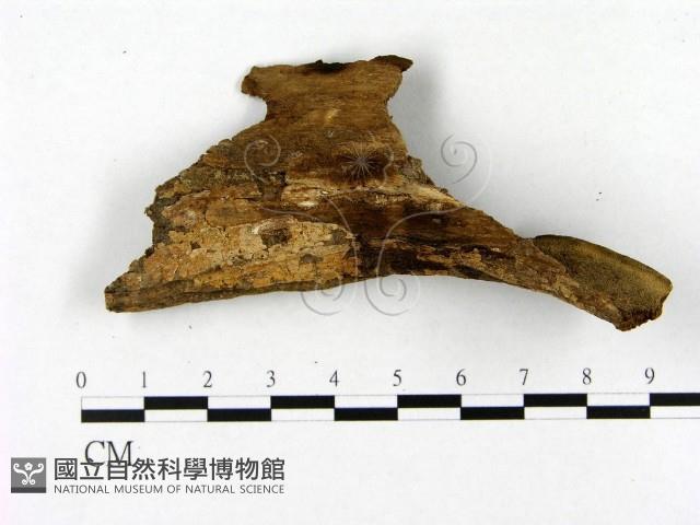 登錄號:F0019840藏品圖，第4張