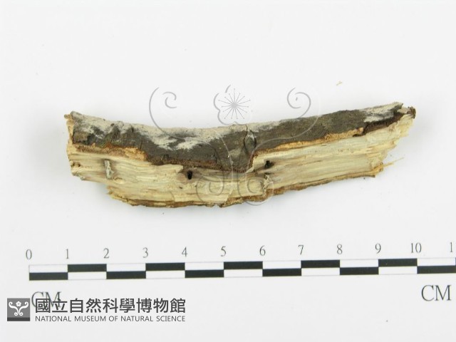 登錄號:F0013840藏品圖，第4張