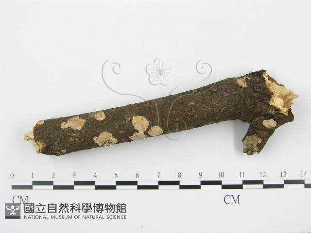 盤革菌屬藏品圖，第4張