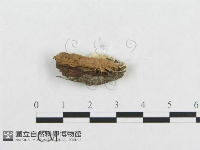 登錄號:F0019940藏品圖，第4張