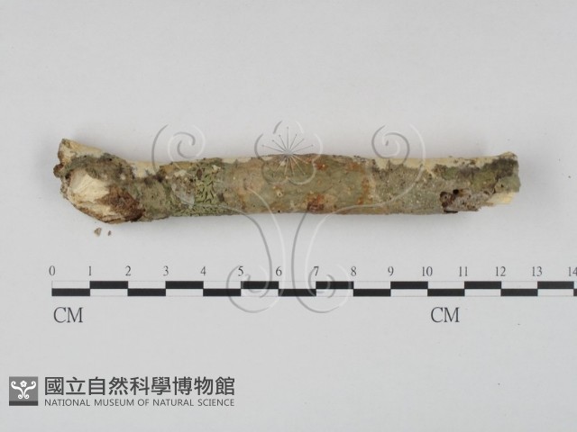 登錄號:F0023640藏品圖，第4張