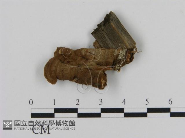 館號:F0000440藏品圖，第4張