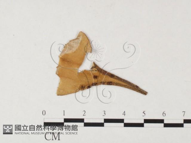 登錄號:F0026440藏品圖，第4張