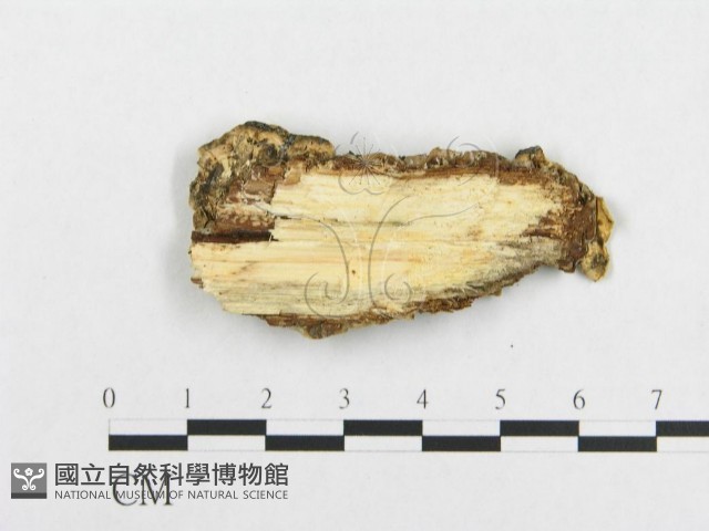 登錄號:F0017440藏品圖，第4張