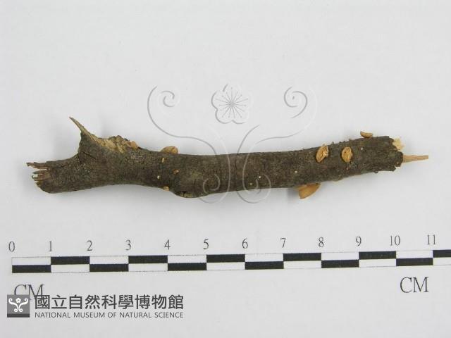 微皮傘屬藏品圖，第4張