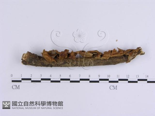 韌革菌屬藏品圖，第4張