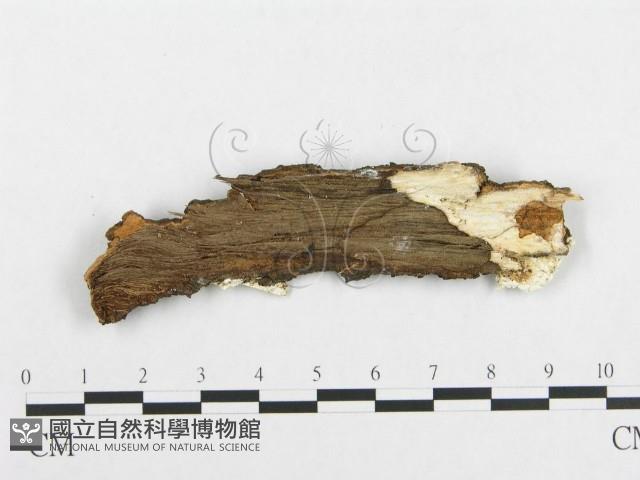 登錄號:F0017540藏品圖，第4張