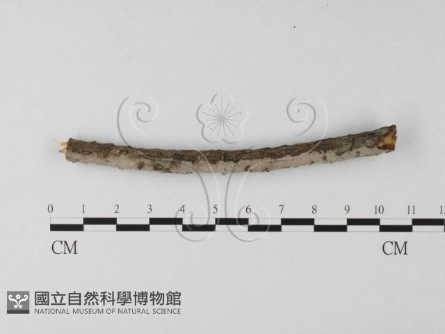 筍殼菌屬藏品圖，第4張