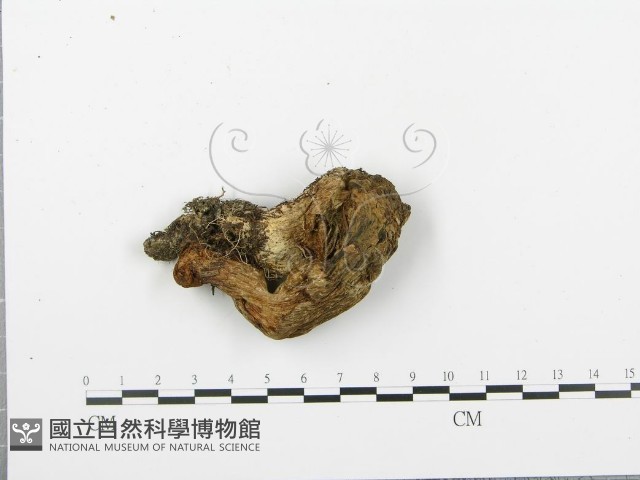 登錄號:F0003540藏品圖，第4張