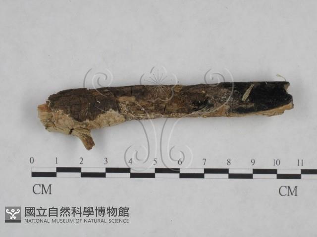 登錄號:F0025140藏品圖，第4張