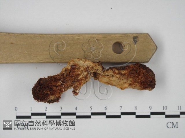 登錄號:F0016040藏品圖，第4張