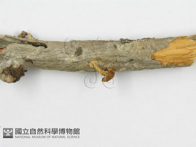 登錄號:F0011040藏品圖，第4張