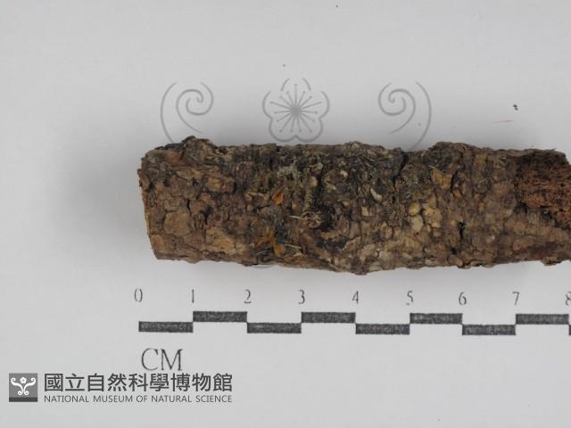 登錄號:F0031040藏品圖，第4張