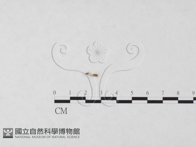 發光小菇藏品圖，第4張