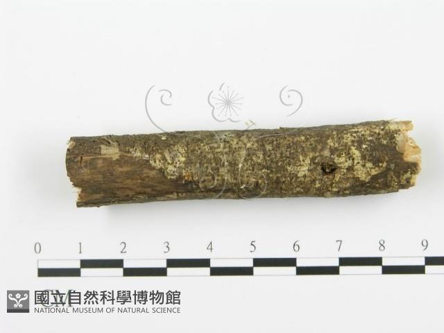 射脈菌屬藏品圖，第4張