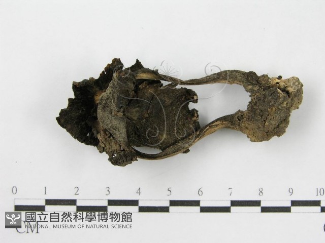 登錄號:F0003040藏品圖，第4張
