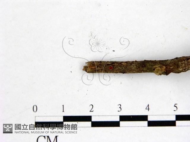 登錄號:F0000340藏品圖，第4張