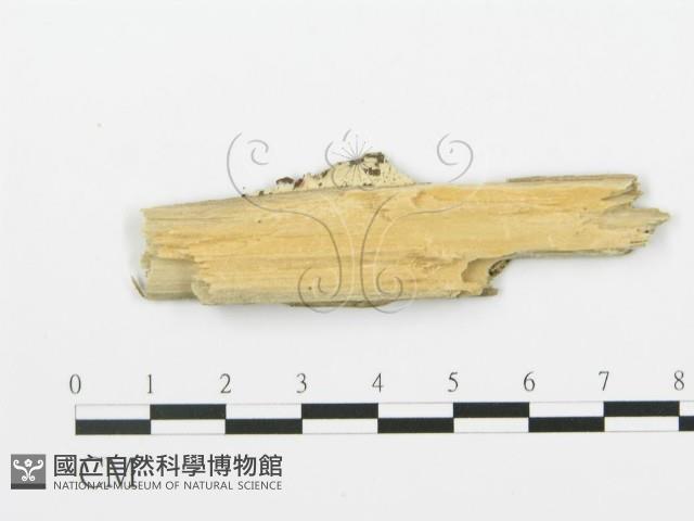 煙管菌藏品圖，第4張