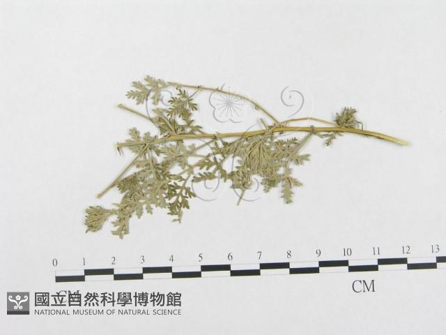登錄號:F0019340藏品圖，第4張