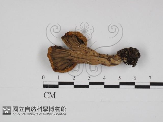 登錄號:F0030990藏品圖，第4張