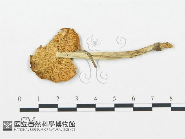 登錄號:F0020230藏品圖，第4張