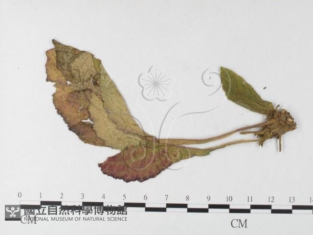 登錄號:F0026230藏品圖，第4張