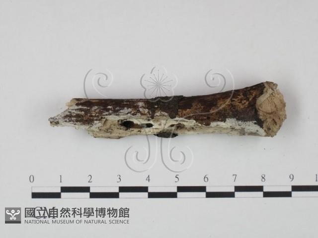 冇骨消絲齒菌藏品圖，第4張