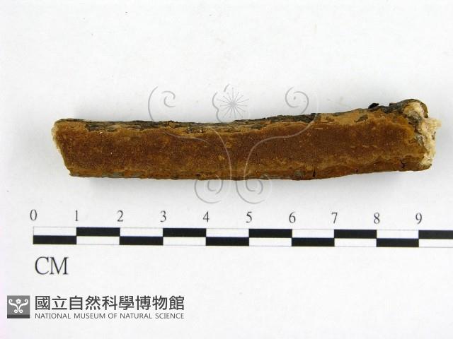 登錄號:F0017230藏品圖，第5張