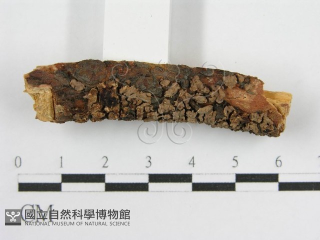 登錄號:F0016830藏品圖，第4張
