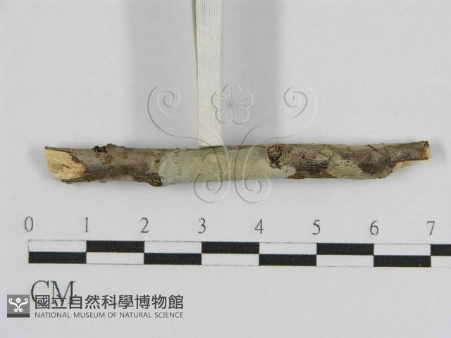 登錄號:F0012830藏品圖，第4張