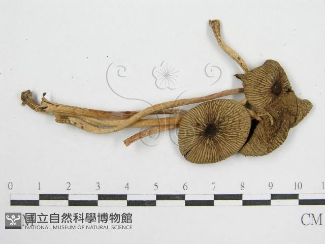 鬼傘屬藏品圖，第4張
