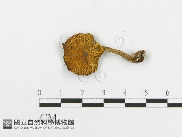 登錄號:F0004930藏品圖，第4張