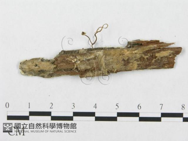 登錄號:F0019930藏品圖，第4張