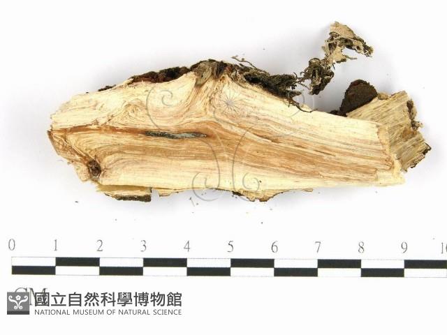 齒耳菌屬藏品圖，第4張