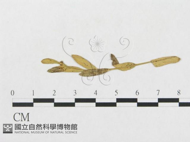 登錄號:F0011630藏品圖，第4張