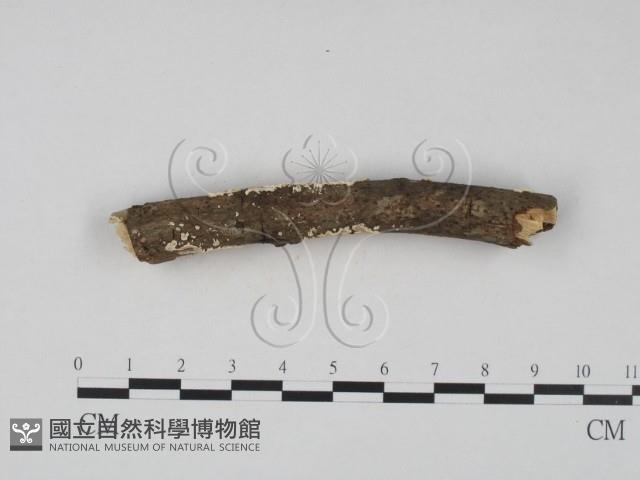 登錄號:F0020430藏品圖，第4張