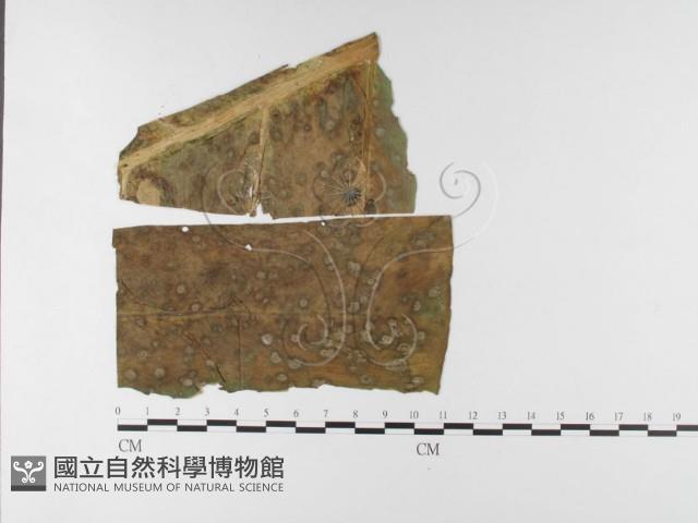 登錄號:F0026430藏品圖，第4張