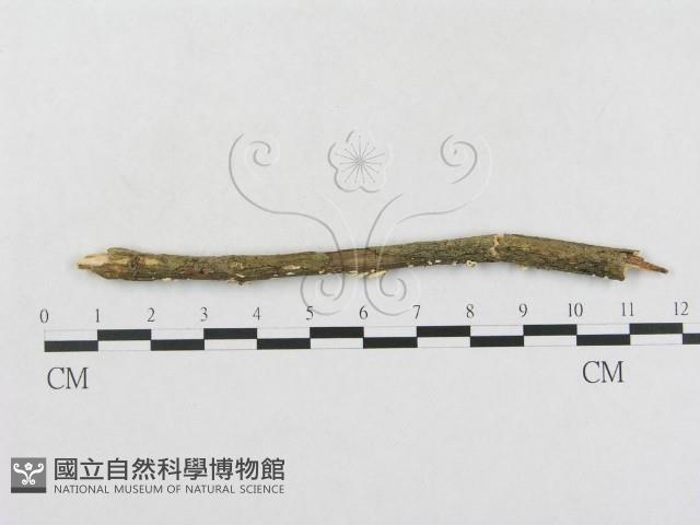 登錄號:F0004430藏品圖，第4張