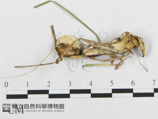 登錄號:F0017430藏品圖，第4張