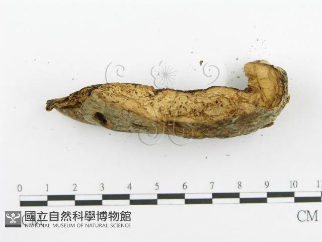 登錄號:F0005730藏品圖，第4張