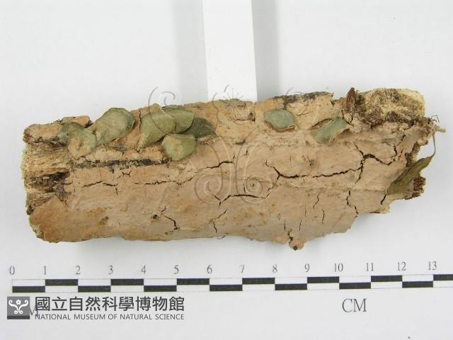 登錄號:F0002530藏品圖，第4張