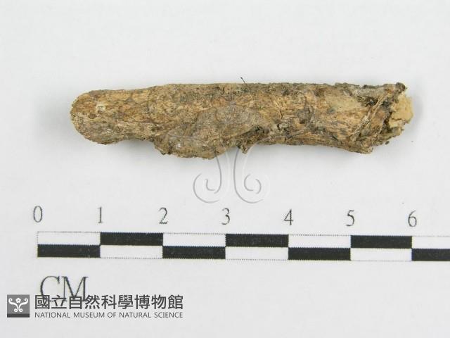 微皮傘屬藏品圖，第4張