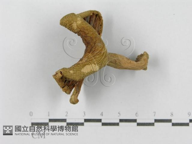 登錄號:F0011130藏品圖，第4張