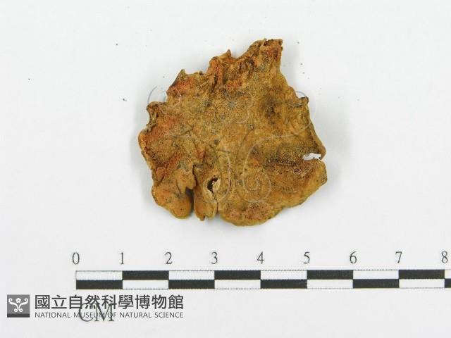 登錄號:F0013130藏品圖，第4張