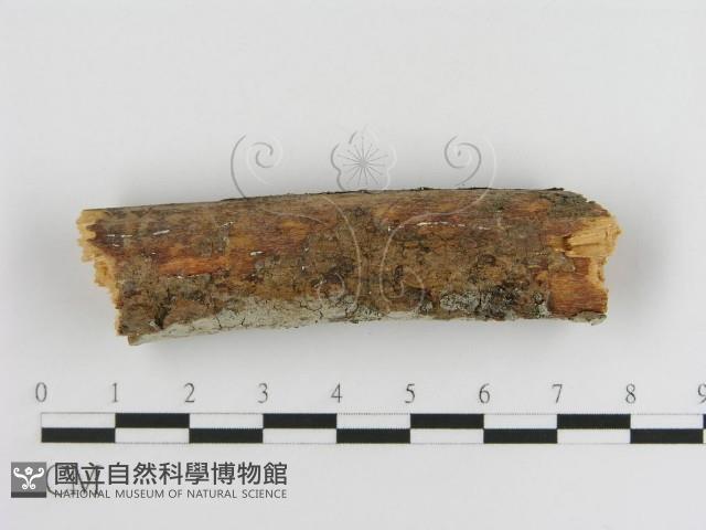 登錄號:F0005030藏品圖，第4張