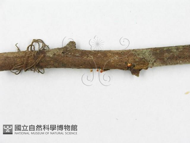 登錄號:F0000330藏品圖，第4張