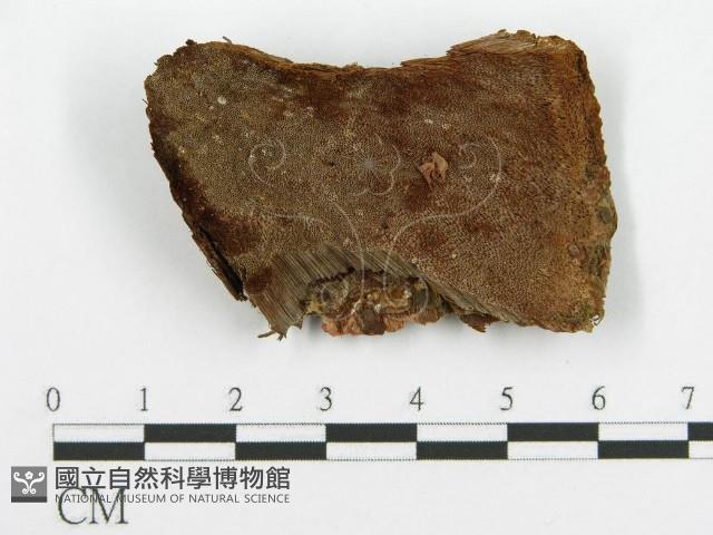登錄號:F0017330藏品圖，第4張